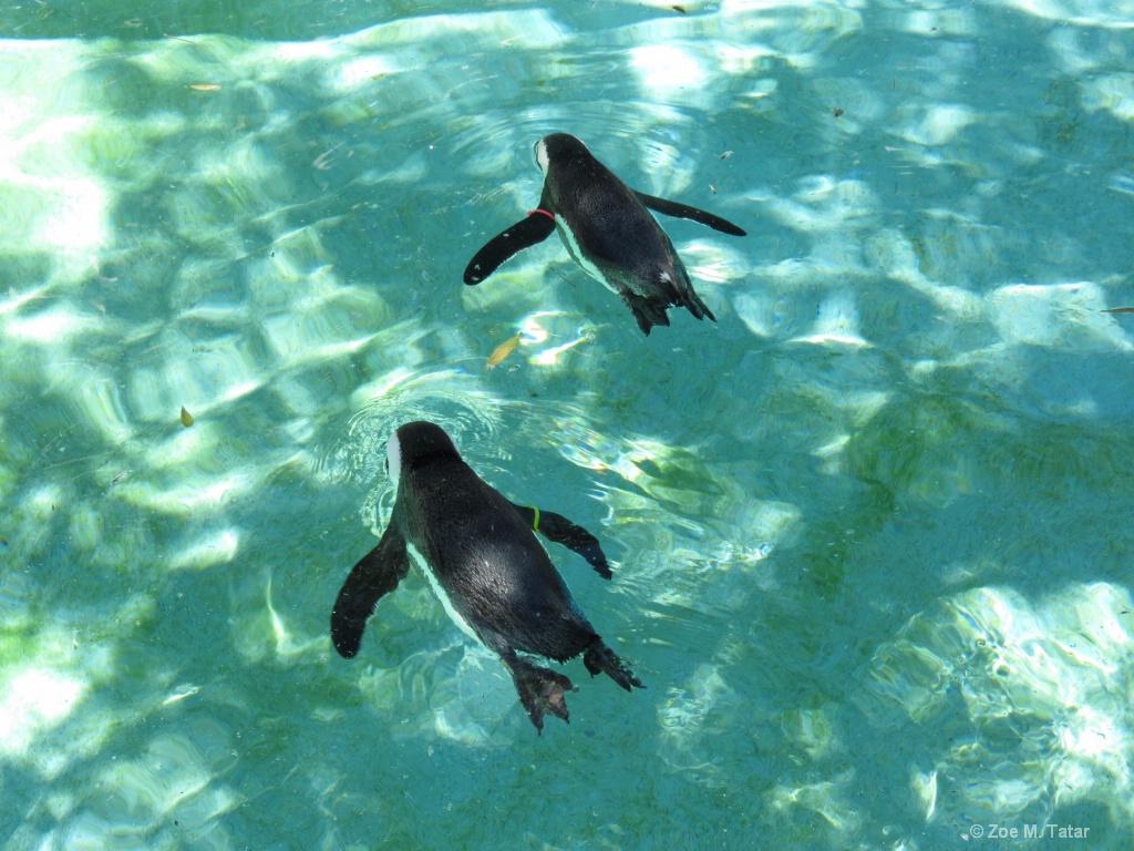 Swimming Penguins 
