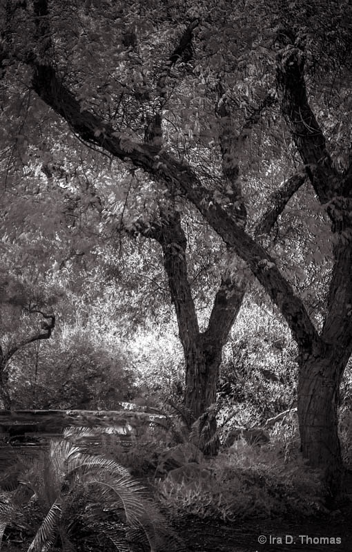 Tree V's   Boyce Thompson Arboretum, AZ 2015