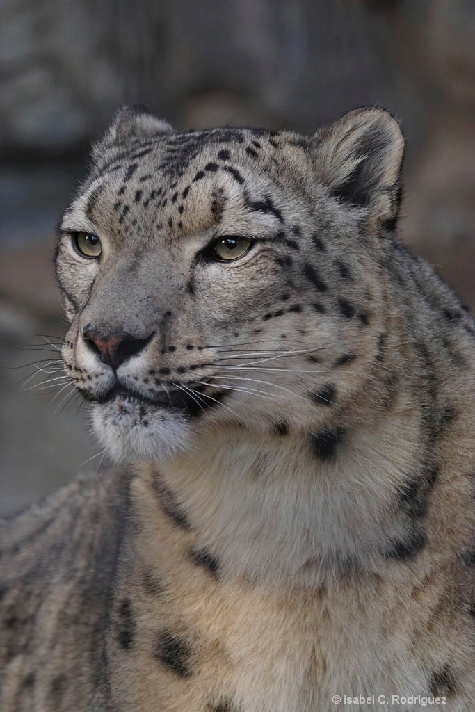 Simply Snow Leopard