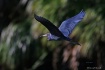 Little Blue Fly B...