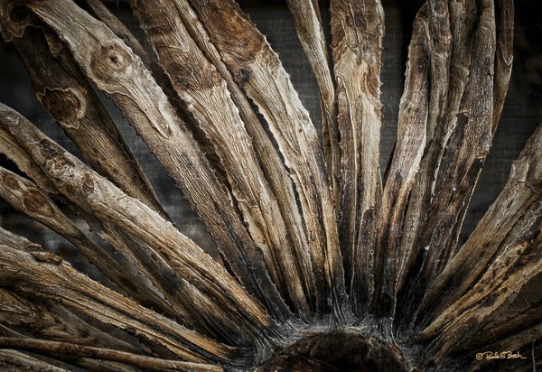 Agave's End, Life Cycle Series, #7 - ID: 15299504 © Pamela Bosch