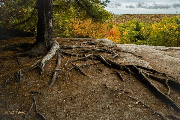 Bradbury Mountain Roots - ID: 15299516 © Pamela Bosch