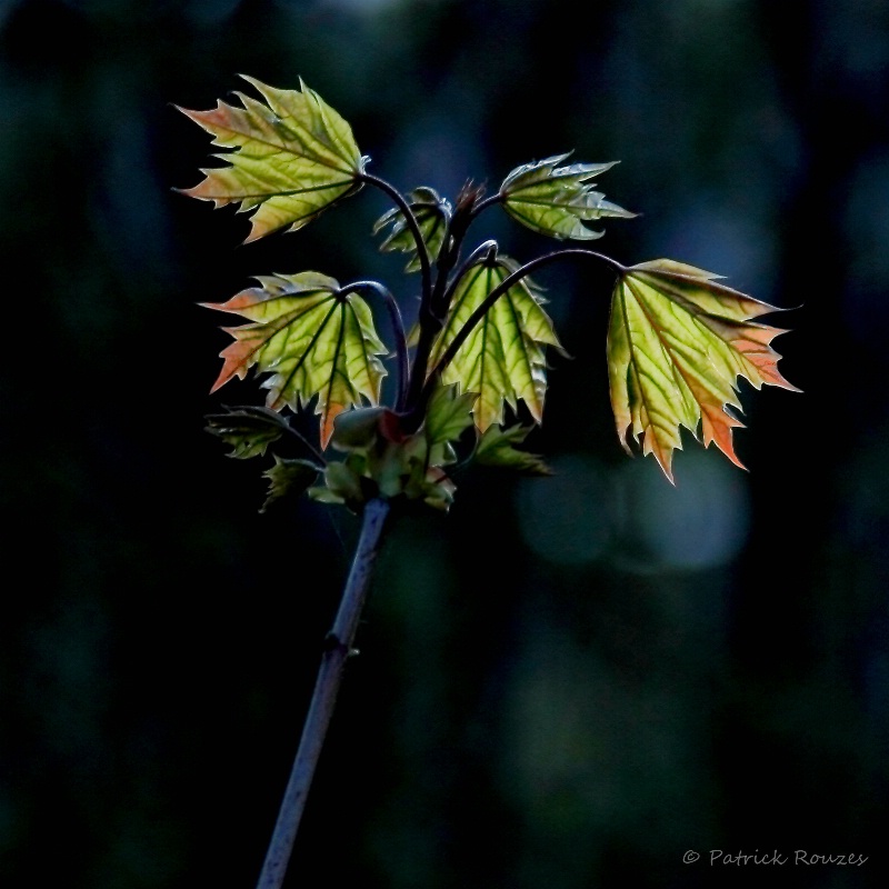 Autumn Exhibit