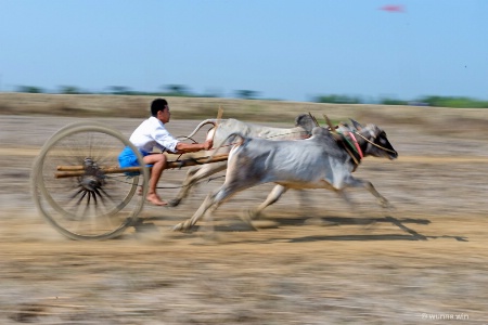 cow race