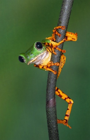 Frog Gymnastics