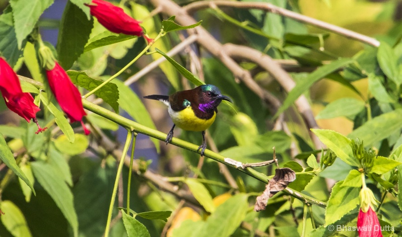 Purple rumped Sunbird