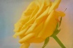 Sunny Disposition
