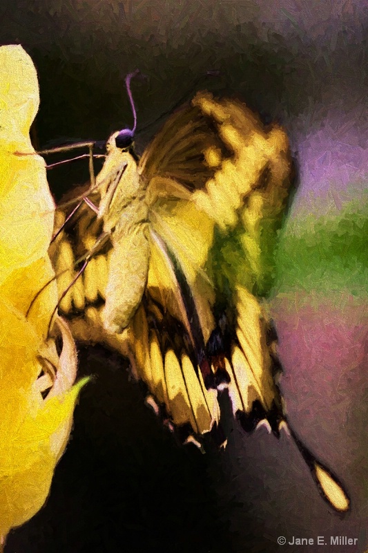 Hungry Yellow Swallowtail