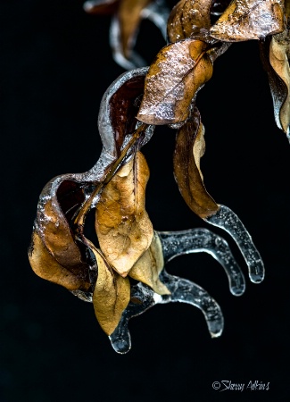 Leaves in Ice