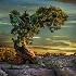 2Twisted Tree - ID: 15299792 © Sherry Karr Adkins
