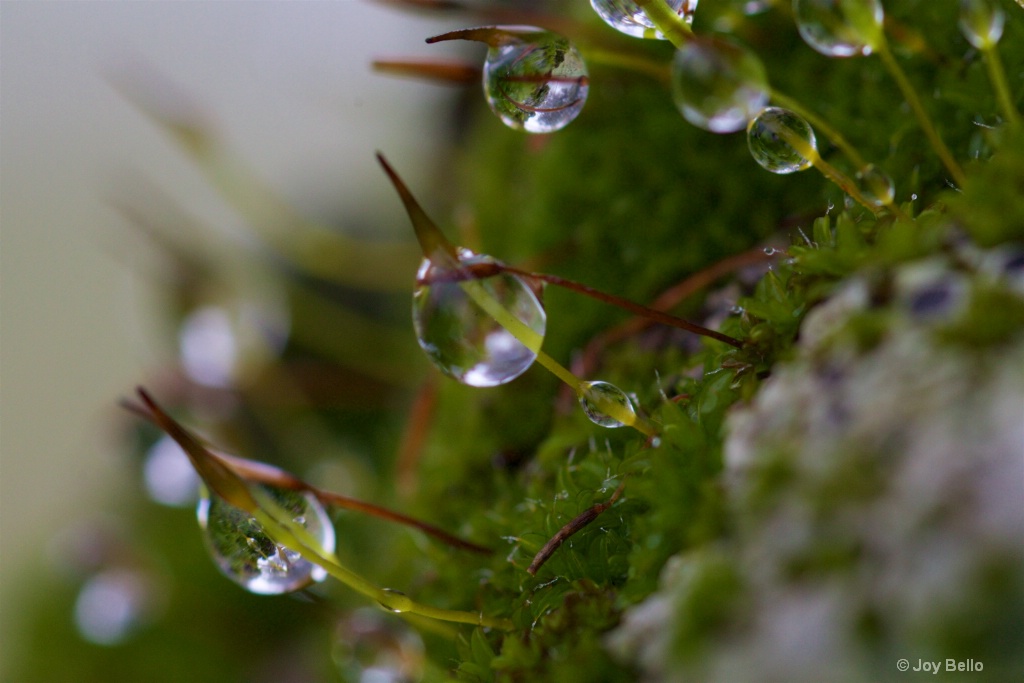Water beads on moss