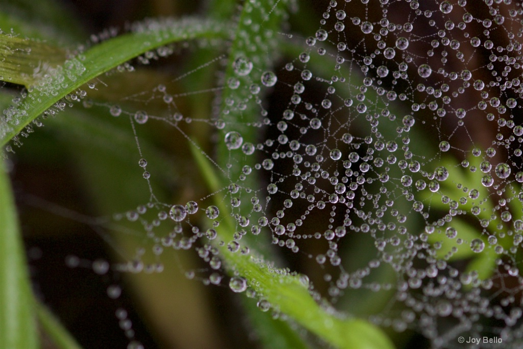 Water beads on a spiderweb