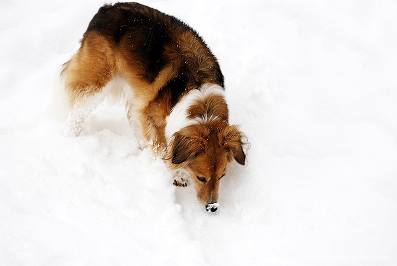 Just Another Snowy Day