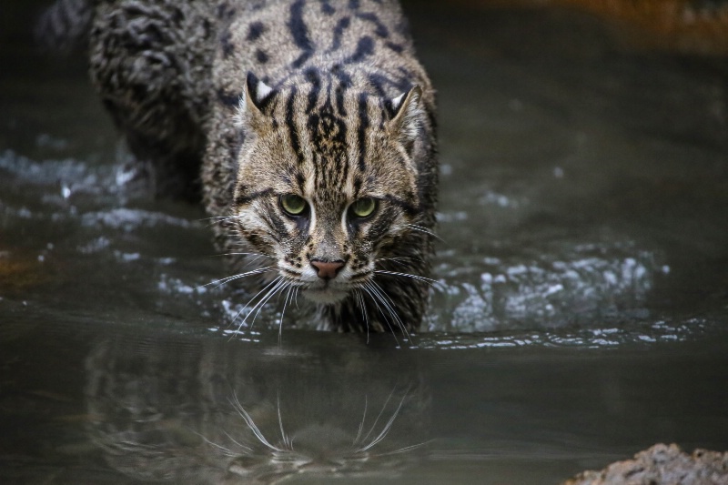 Fishing Cat 