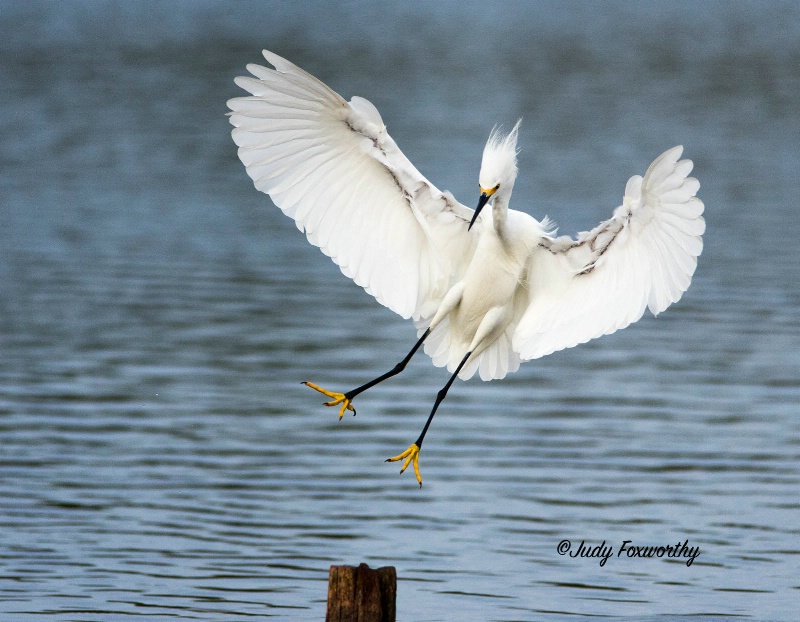 Snowy Egret Approaching A Landing Post