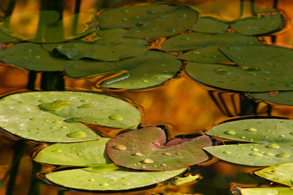 The pond in autumn after a shower