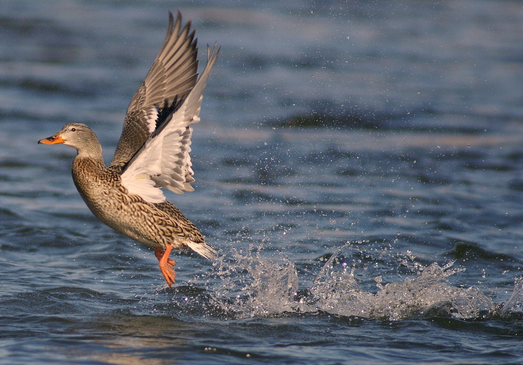 Taking off for flight