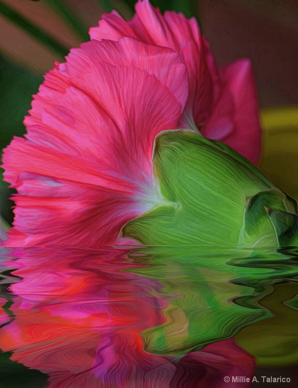 Carnation Reflection