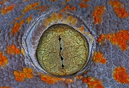 Eye of the Gecko