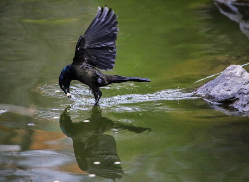 Brewer's Blackbird