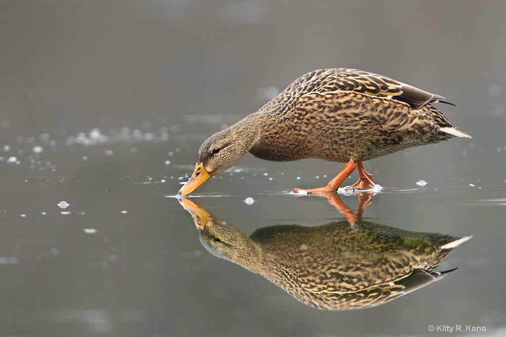 Lady Mallard on Icy Eastern College Pond this Very