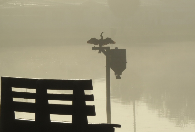Cormorant in the Fog