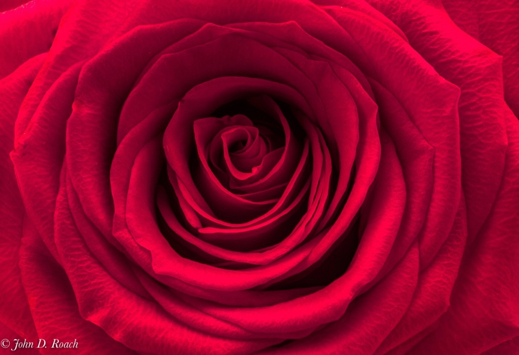 Red Rose - ID: 15300270 © John D. Roach