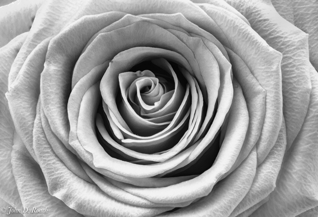 Red Rose in High Key Monochrome - ID: 15300271 © John D. Roach