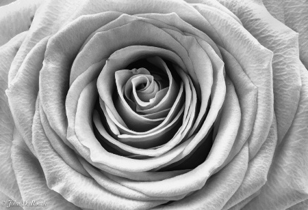 Red Rose in High Key Monochrome