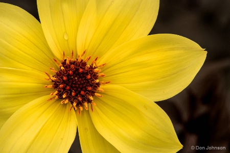 Beautiful Yellow Dahlia 4-30-16 262