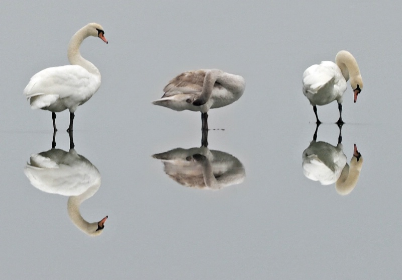 Trio on Ice