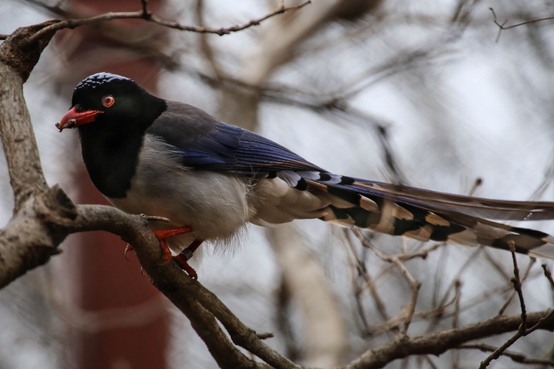 Red-billed Blue Magpi