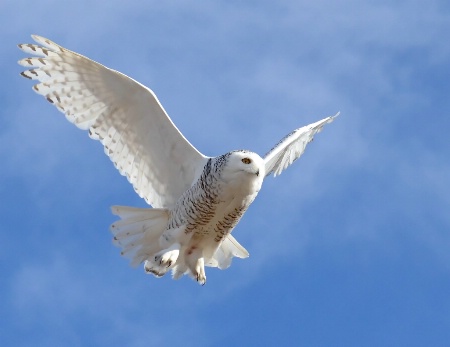 The Snowy Owl In-Flight