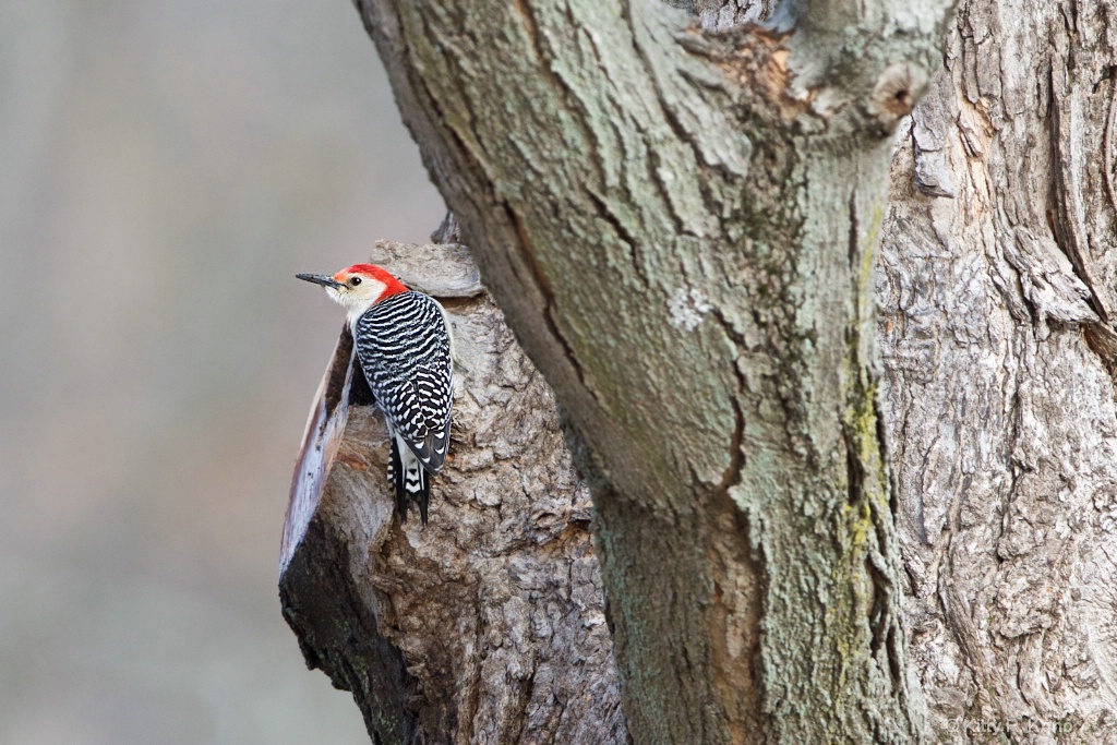 The Beautiful Red Bellied Woodpecker