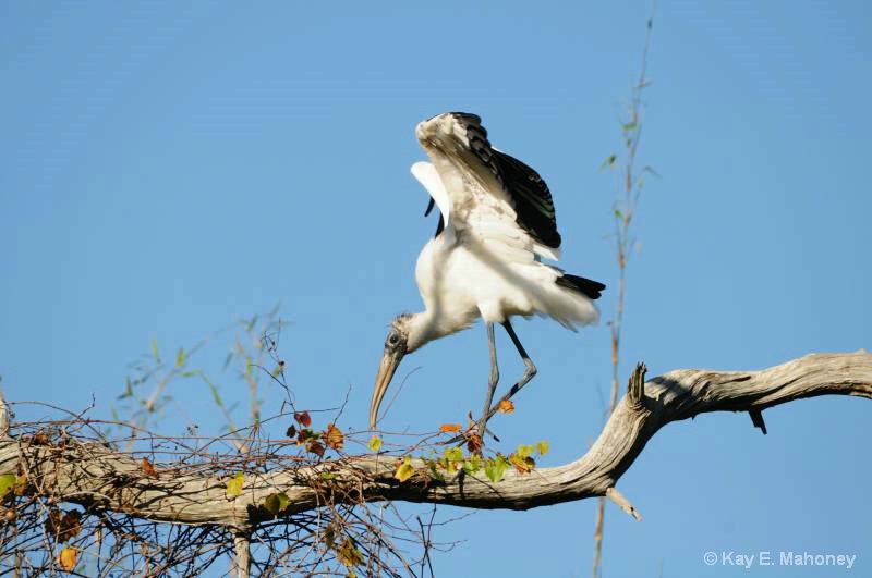 Wood Stork