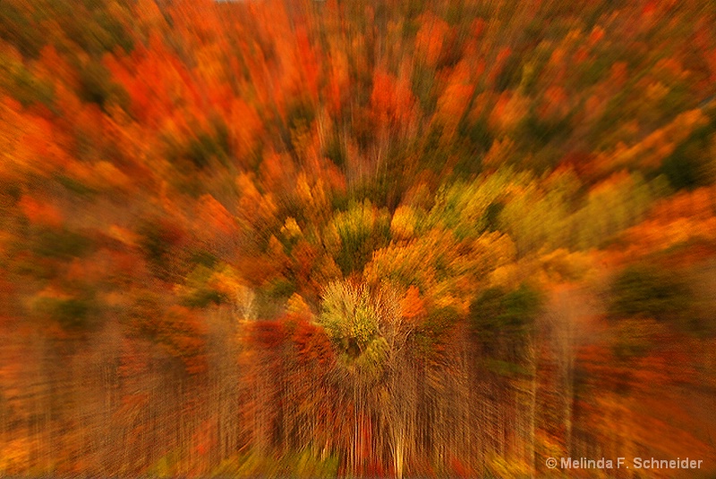 Autumn Abstract