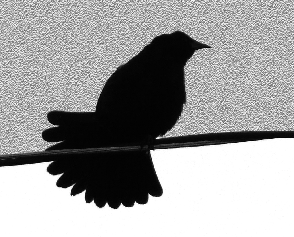 Bird on a Wire