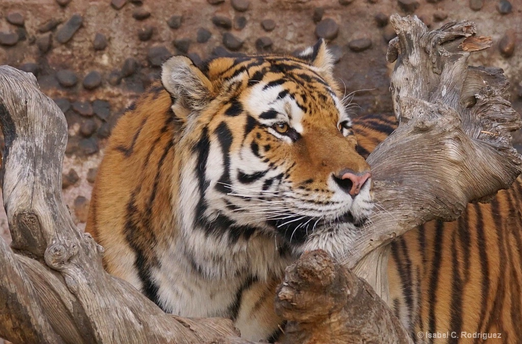 Pensive Tiger (C)