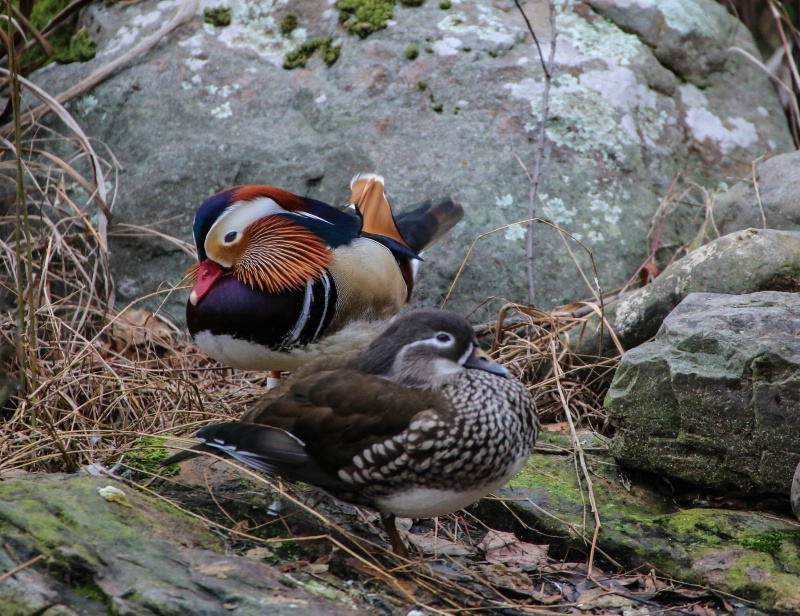 A pair of Mandarin duck’s