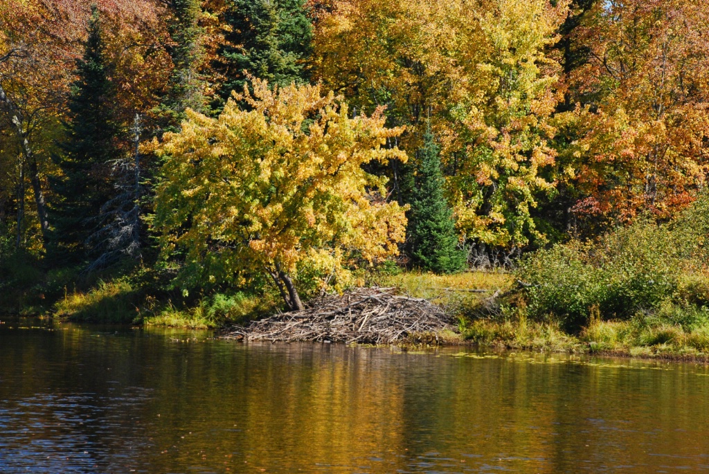 Tahquamenon River Beaver Lodge