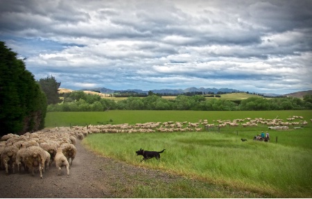 Moving the Sheep 