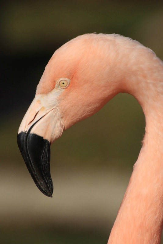 flamingo profile 