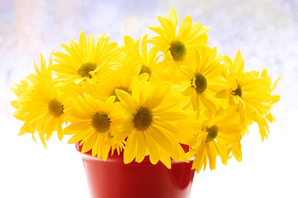 Yellow Daisies