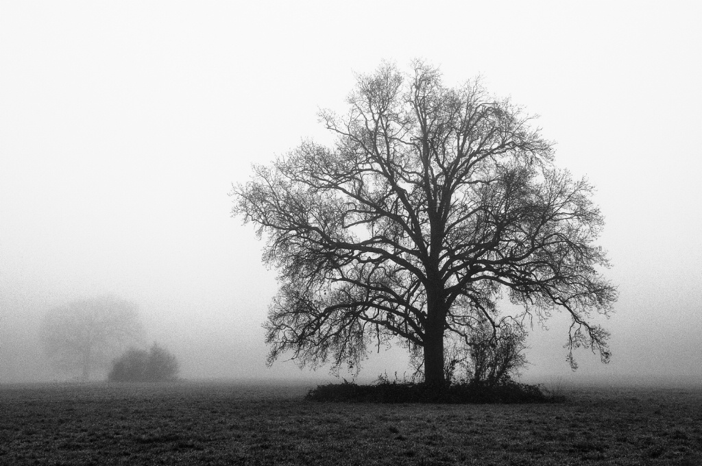 Fog and trees in Winter 5