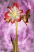 Amaryllis