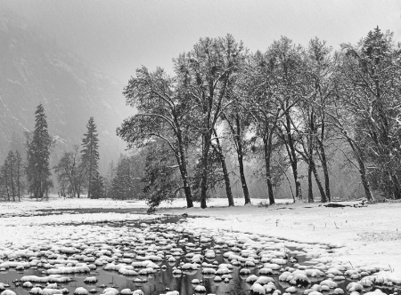 Winter Trees