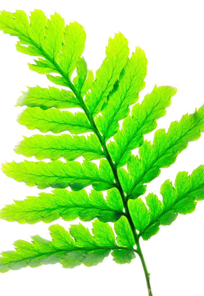 Fern 2