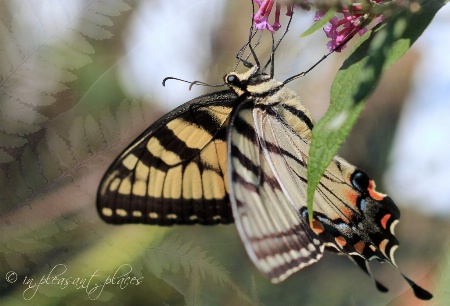 Butterfly Botanical