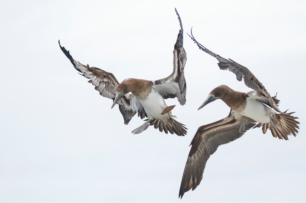 Brown Boobies