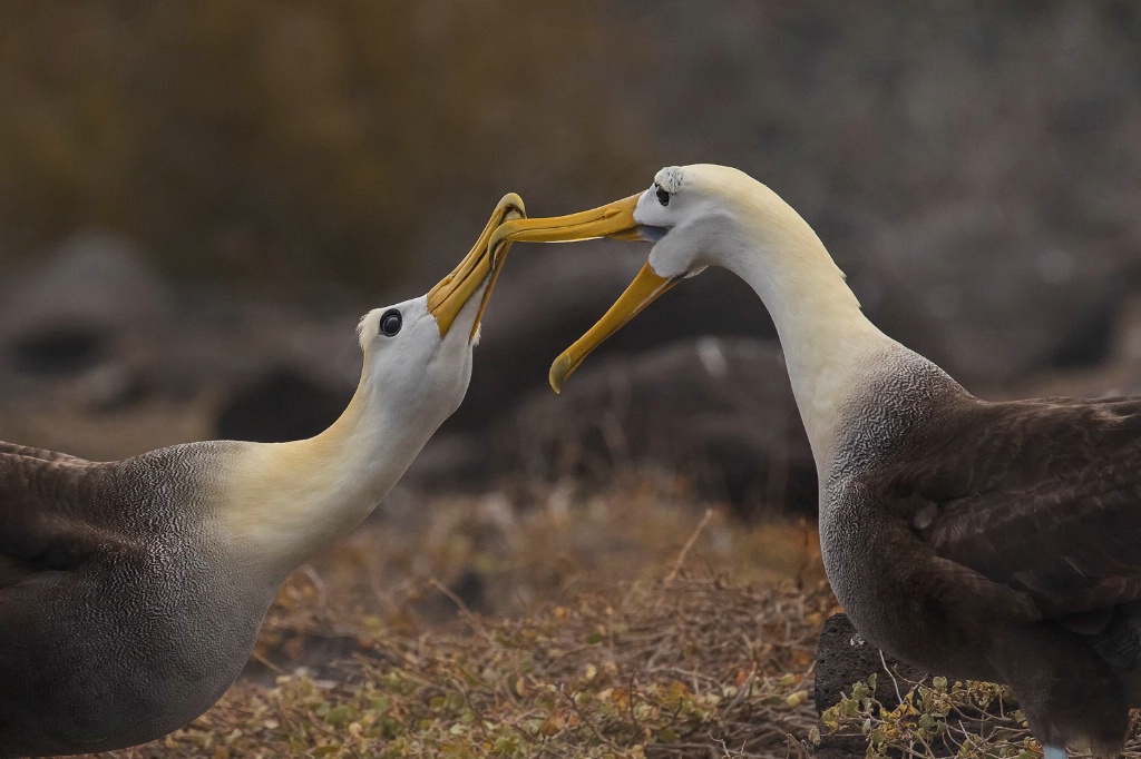 Albatross Mating Dance